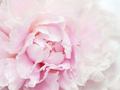 Mother's Day - Sunday 15th March