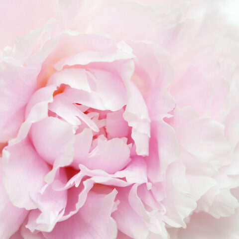 Mother's Day - Sunday 15th March