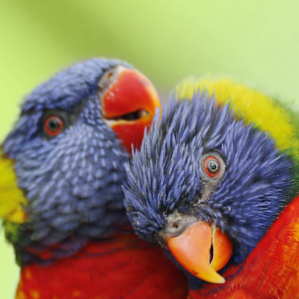 Lorikeets at Colchester Zoo