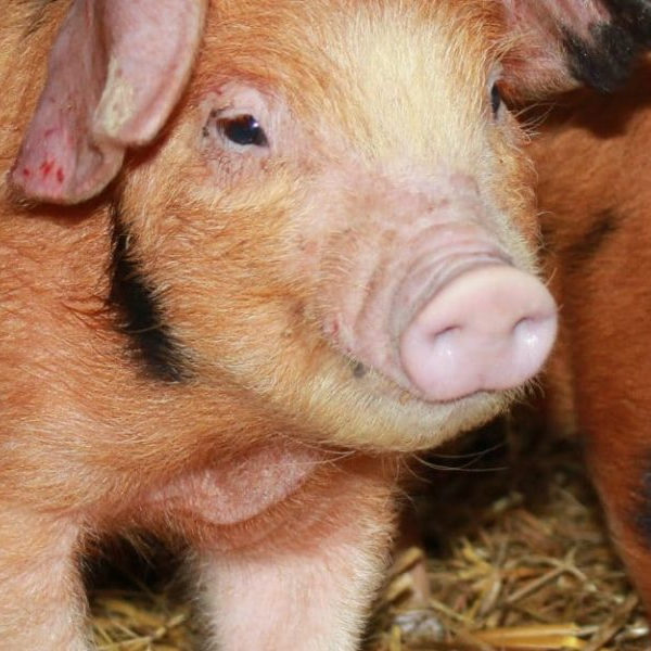 Pigs at Marsh Farm